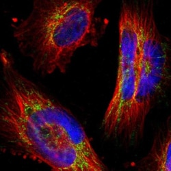 PPFIBP2 Antibody, Novus Biologicals 25 &mu;L; Unlabeled:Antibodies, Polyclonal